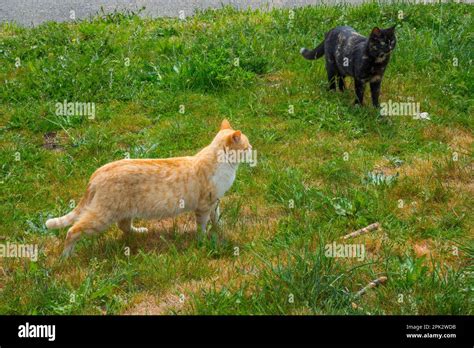 Two Cats In The Grass Stock Photo Alamy