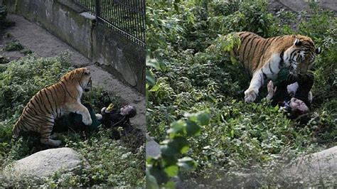 Vídeo Tigre siberiano ataca cuidadora em zoológico na Rússia