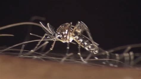 Latest Mosquito Pools Test Positive For West Nile Virus In Ouachita Parish