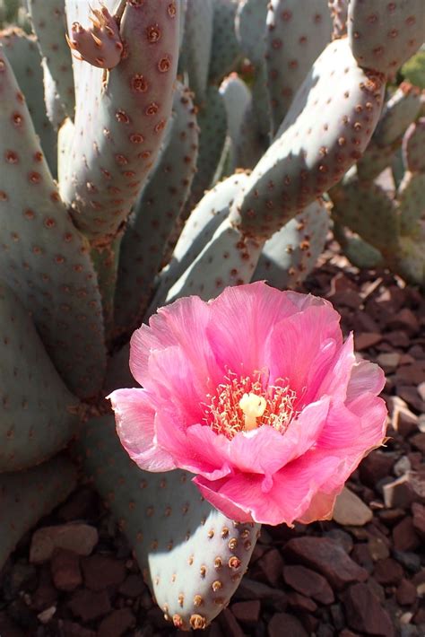 Pink Cactus Flower Sarahelliott Flickr