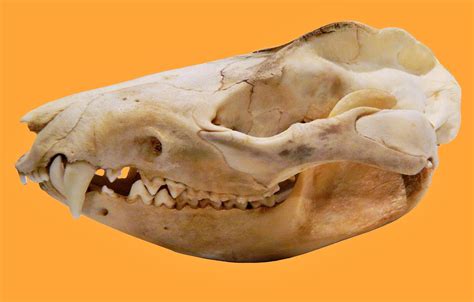 Opossum Skull Stock By Lexlothor On Deviantart