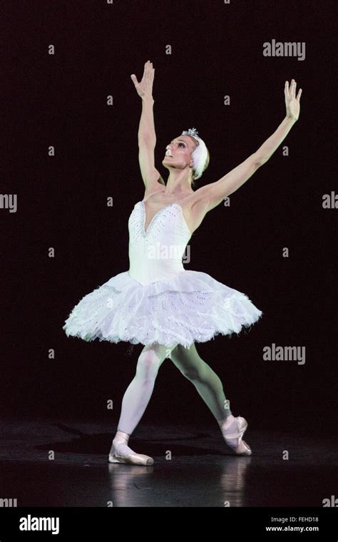 Dying Swan Performed By Zenaida Yanowsky From The Royal Ballet Photocall For Sampled At Sadler