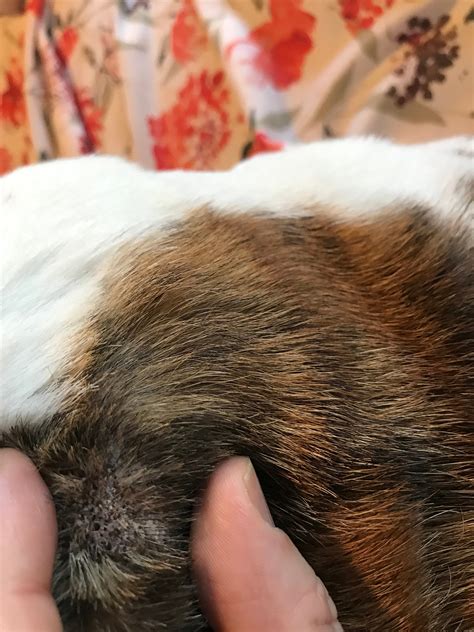French Bulldog Bumps On Skin