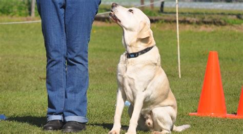 Rally Obedience Training Grafton Dog Obedience Club Inc