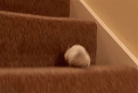 Mouse Running GIF Mouse Running Cute Discover Share GIFs