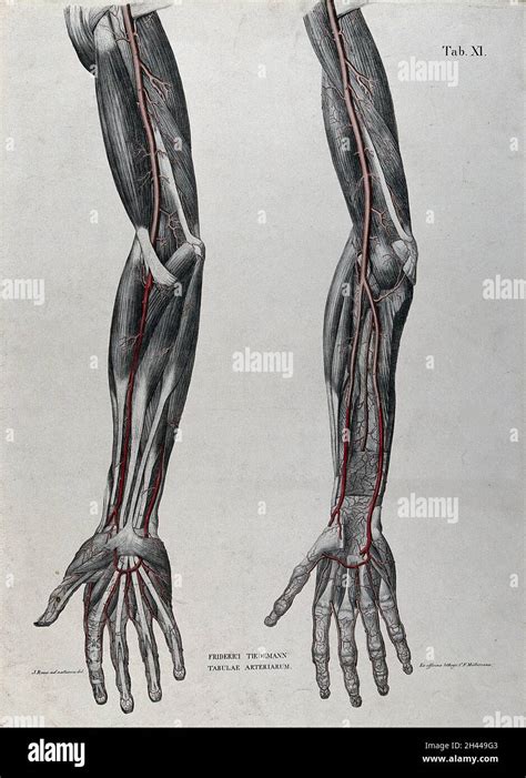 Dissection Of The Arm And Hand Two Figures With The Arteries And