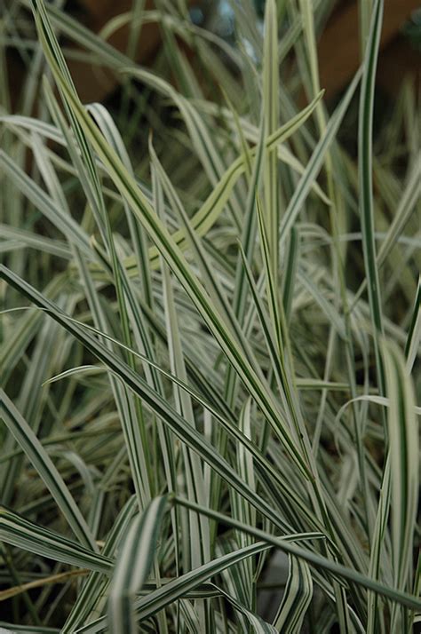 Bulbous Oat Grass Arrhenatherum Elatum Variegatum In Strathmore