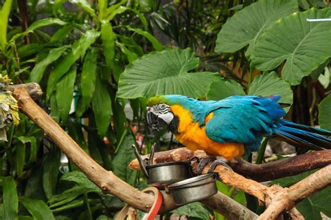 Parrots Birds Green Two Branches Hd Wallpaper Rare Gallery