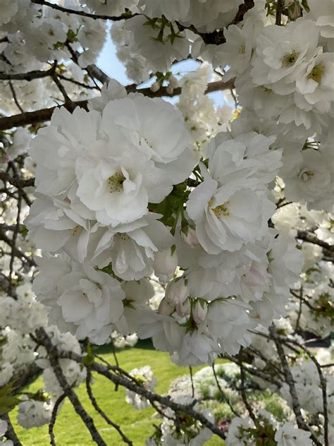 Bexhill Museum On Twitter Beautiful Bexhill Blossom Spotted At The