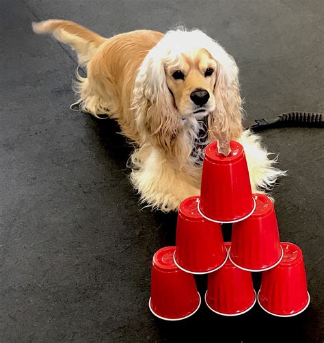Benny Zoom Room Dog Training