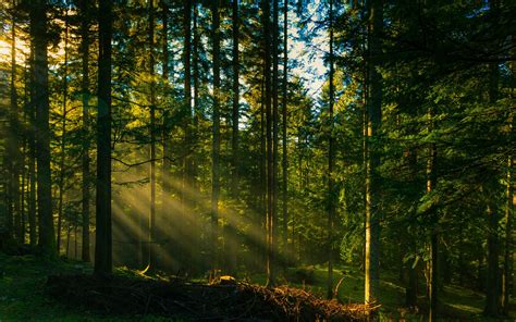 sunlight in forest wallpapers wallpaper cave