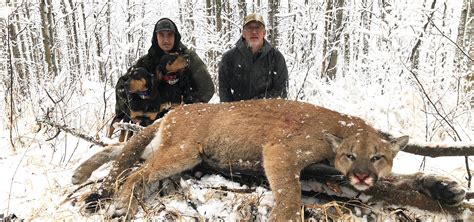 Bc Lynx Cougar Hunt Winter Wolf Copper River Outfitters