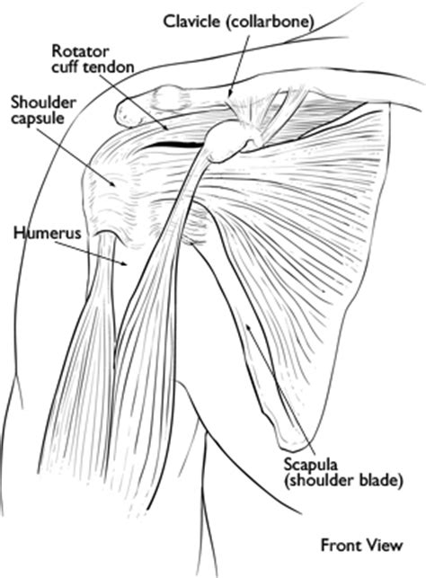 Shoulder muscles move the shoulder blades and upper arm bones. What is a Frozen Shoulder? ShoulderPainGuide.net
