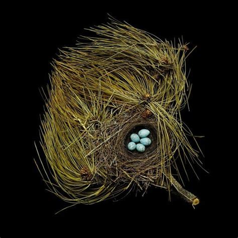 Nests Fifty Nests And The Birds That Built Them By Sharon Beals