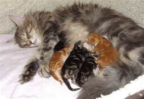 Vaidurya Norwegian Forest Cats Mohinis First Litter Newborn