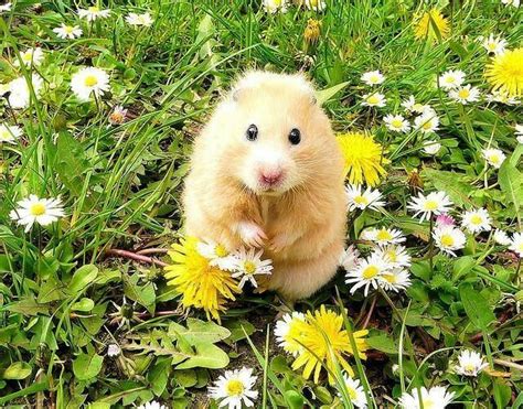 Hamster Surrounded By Flowers Grappige Hamsters Hamster Schattigste