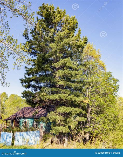 Siberian Cedar Pine Near An Old Abandoned House On The Shore Of Lake