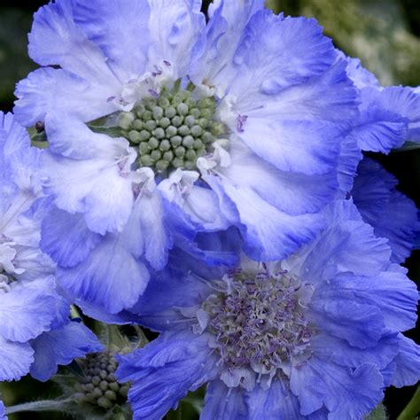 Blue Flowers Blue Flowers Jalodrome Flickr