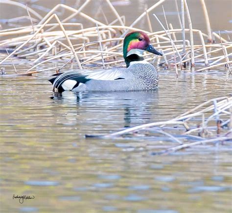 A Falcated Duck A Asian Duck Formerly Called Falcated Teal Showed Up