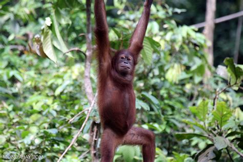 As of 2006, 159 people remain on the death row. Juvenile orangutan at the Sepilok rehabilitation center ...