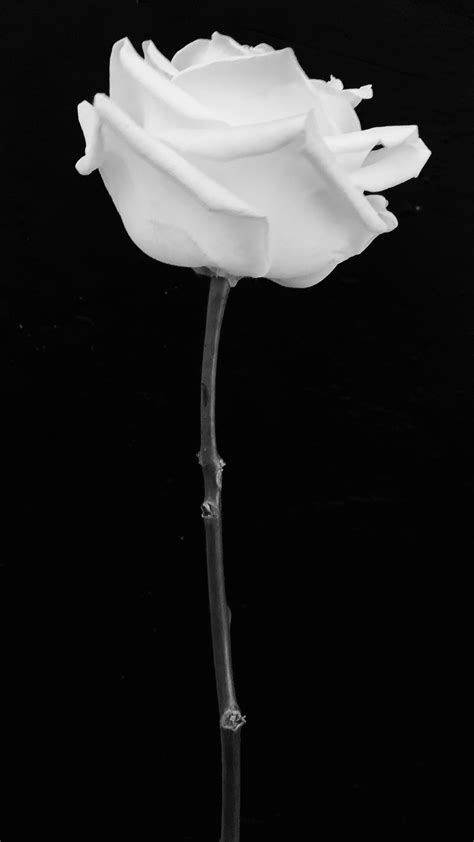 Compartir 105 Imagen White Rose Black Background Thcshoanghoatham