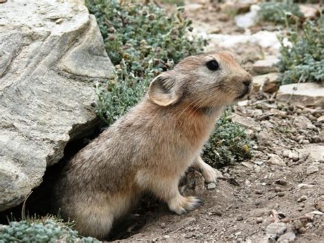 Pika Cute Animals Interesting Facts And Latest Pictures