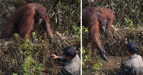 Wild Orangutan Extends Hand To Help Man Standing In Snake Filled Waters
