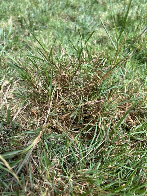 Matted Grass How To Repair Identification Lawn Care Forum