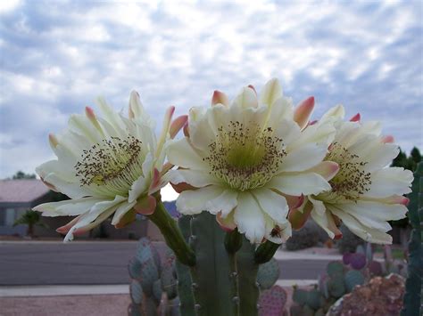 Photos Of Cactus In Apache Junction Az Mesa Flagstaff