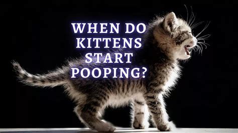 When Do Kittens Start Pooping How Often Do Kittens Poop 2023