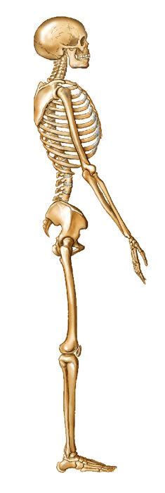 Side View Skeleton Front Back And Side Views Of Skeleton Skeleton