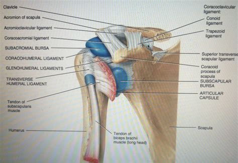 The most clinically significant are the subacromial and subscapular. Flashcards - A&P Lab Quiz - Joints - Joint fibrous joint | StudyBlue