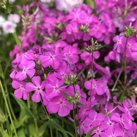 Phlox Opening Act Blush Jardin Jasmin