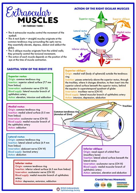 Extraocular Muscles British Undergraduate Ophthalmology Society