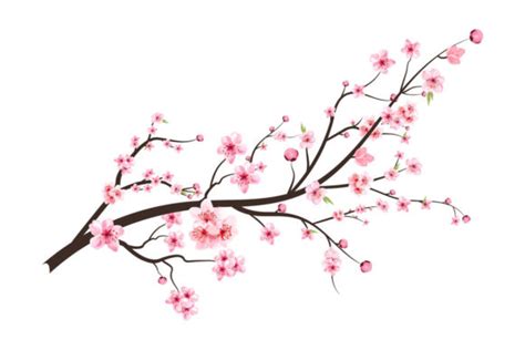 Japanese Cherry Blossom With Pink Sakura Graphic By Iftidigital · Creative Fabrica