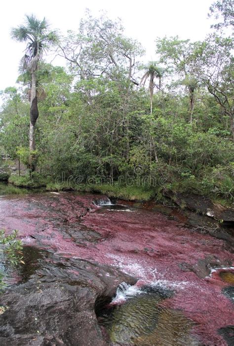 Jungle And Pink River At Parque Nacional Natural Serranía De La