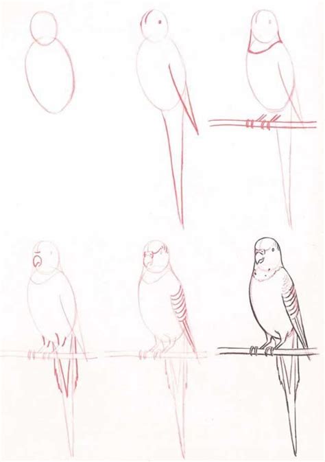 Muhabbet Kuşu Resmi Çizimi Easy Animal Drawings Animal Sketches Bird