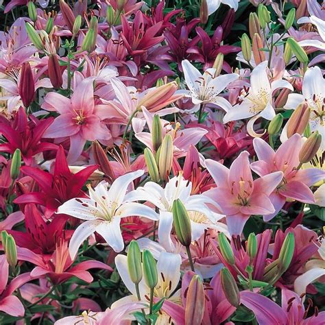 Lilies Shop All Types And Varieties White Flower Farm