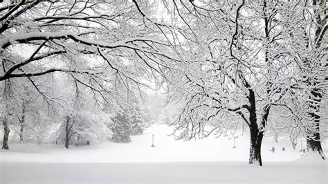 Snow Covered Trees In Winter Hd Wallpaper Background Image