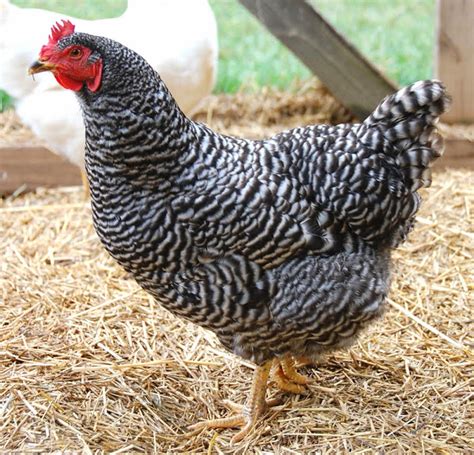 Top Black And White Chicken Breeds For Backyard The Poultry Guide