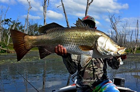 How To Catch Impoundment Barramundi On Lures Tackle Tactics