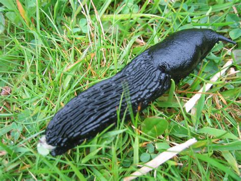 Black Slugs The Grass Was Full Of These Huge Black Slugs Becw