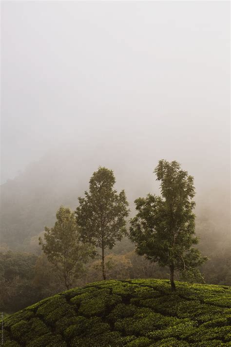 Misty Morning Landscape In Munnar India By Stocksy Contributor