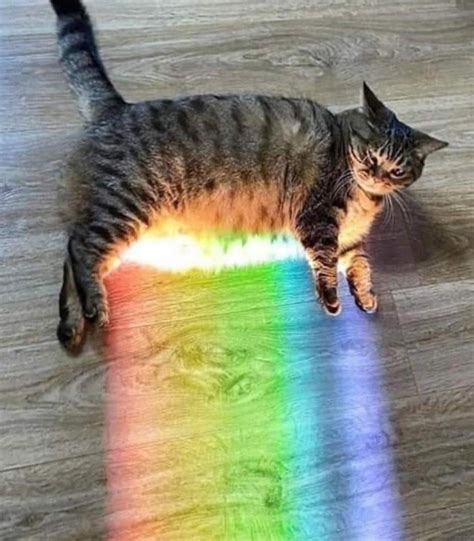 Rainbow Cat Cats Know Your Meme