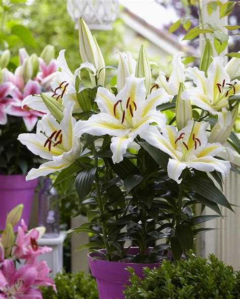 Lilium Oriental Hybrids Romance Golden — Thinkplants