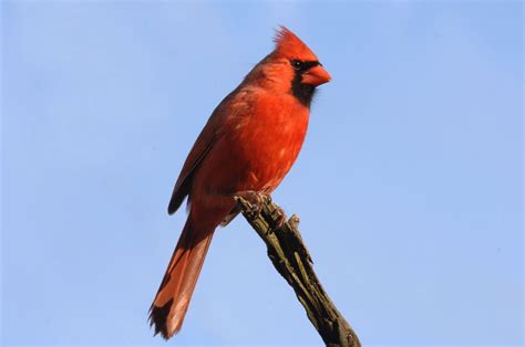 Northern Cardinal Ohio State Bird State Birds Ohio Birds