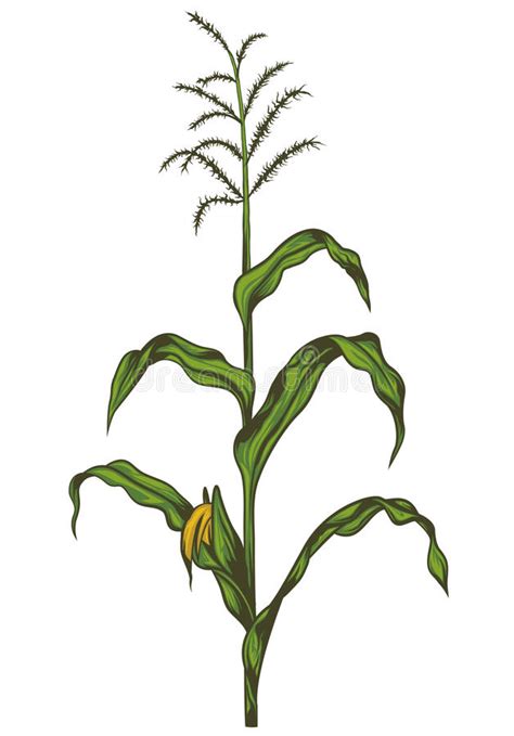Pngtree offers white corn clipart png and vector images, as well as transparant background white corn clipart clipart images and psd files. corn stalk clipart 16 free Cliparts | Download images on ...