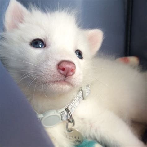 This Domesticated Baby Red Fox Is The Sleepiest Pet Ever Bored Panda