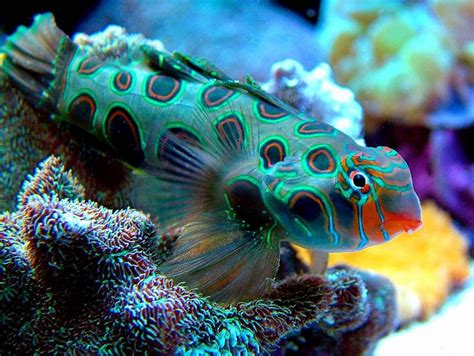 361 Best Aquarium Life Marine And Freshwater Images On