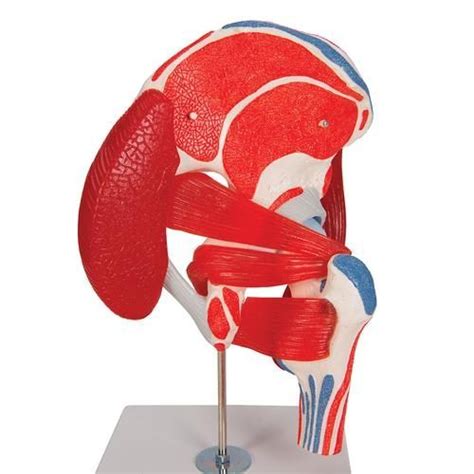 Human Hip Joint Model With Removable Muscles 7 Part 3b Smart Anatomy